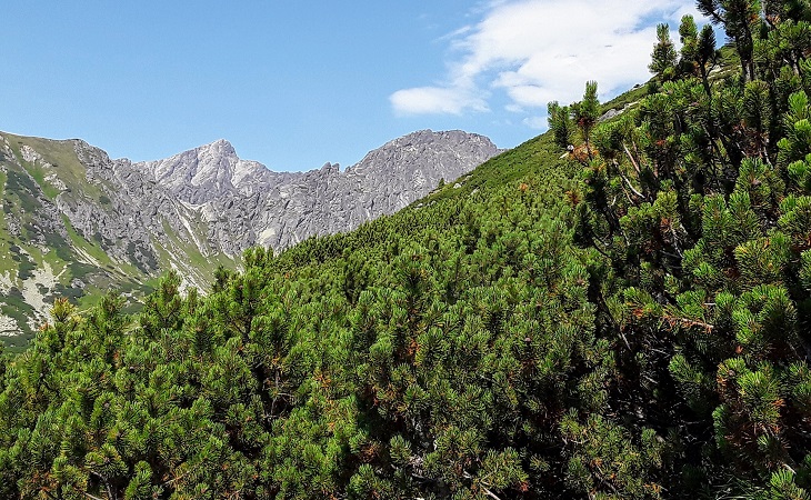 Solisko Solisko